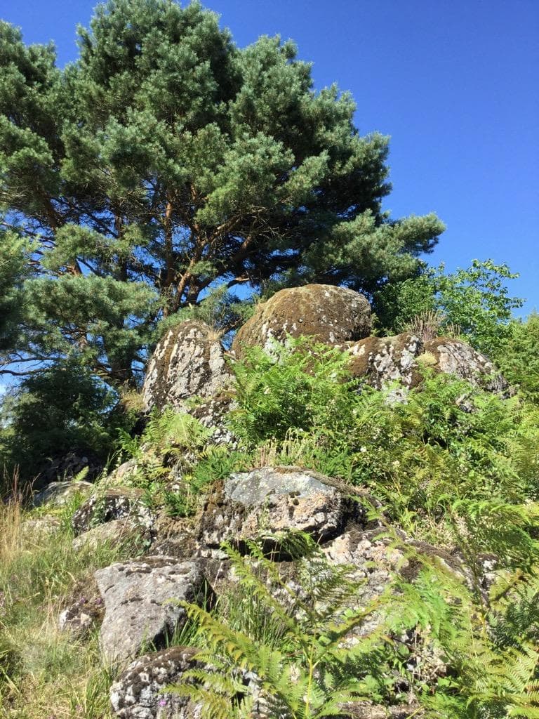 Landes des pierres du mas
