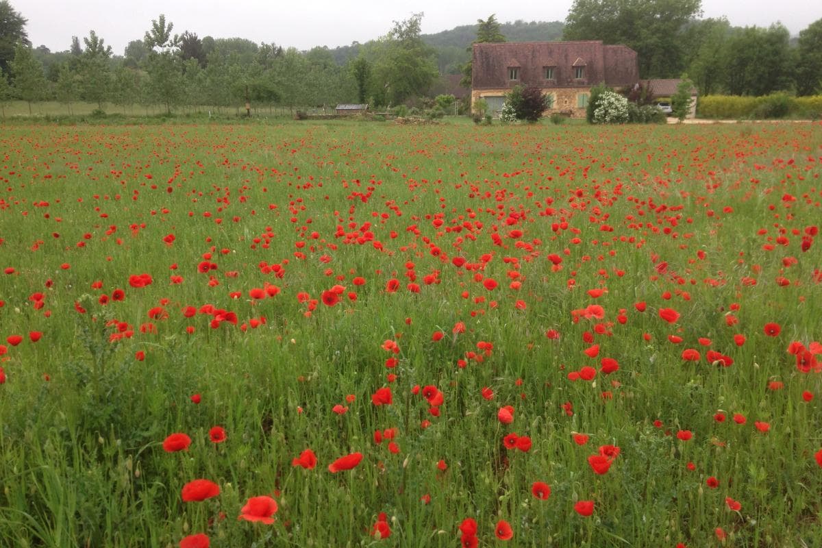 Amour de Nature proche de Sarlat_3