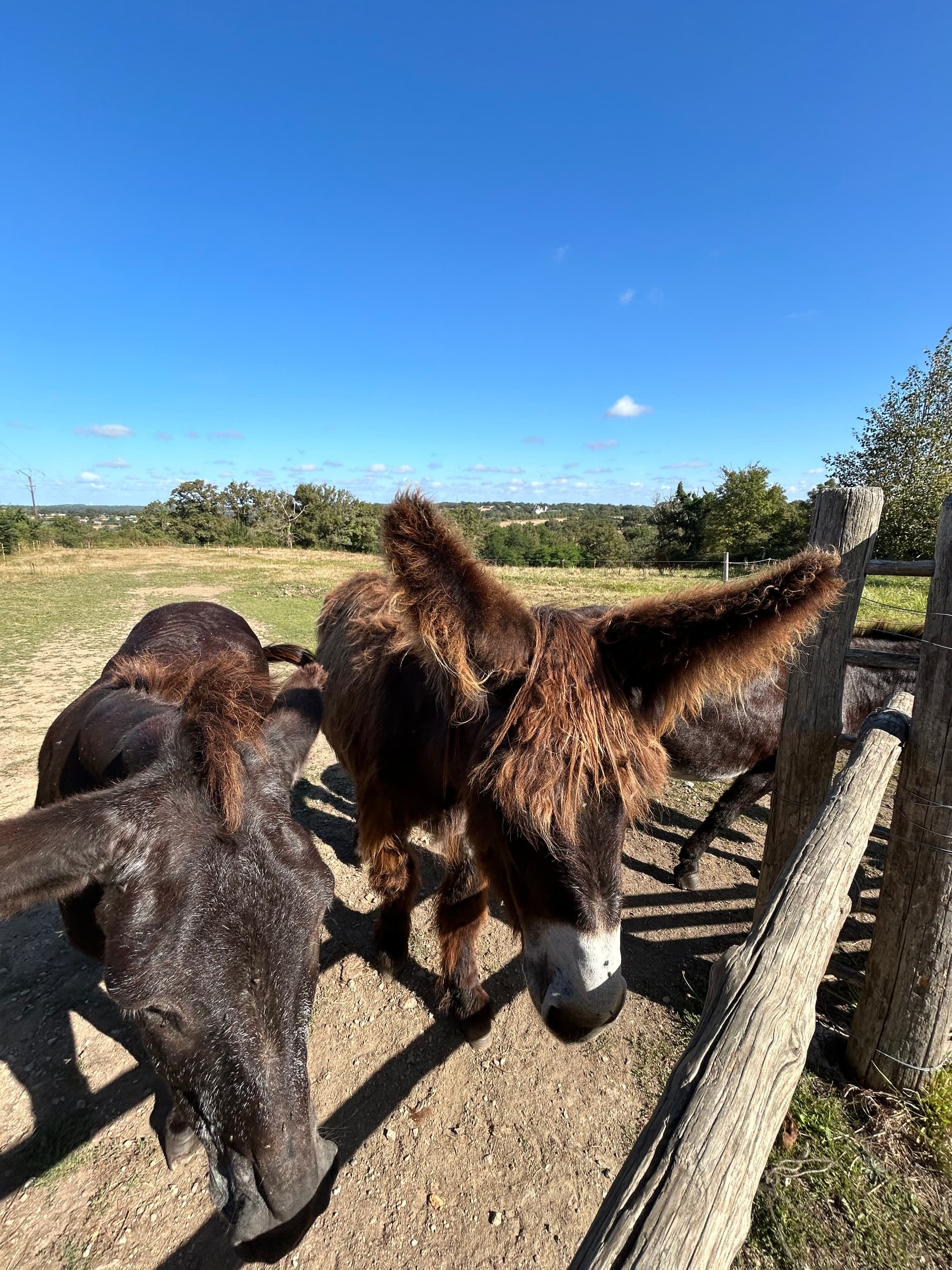 Baudets du Poitou