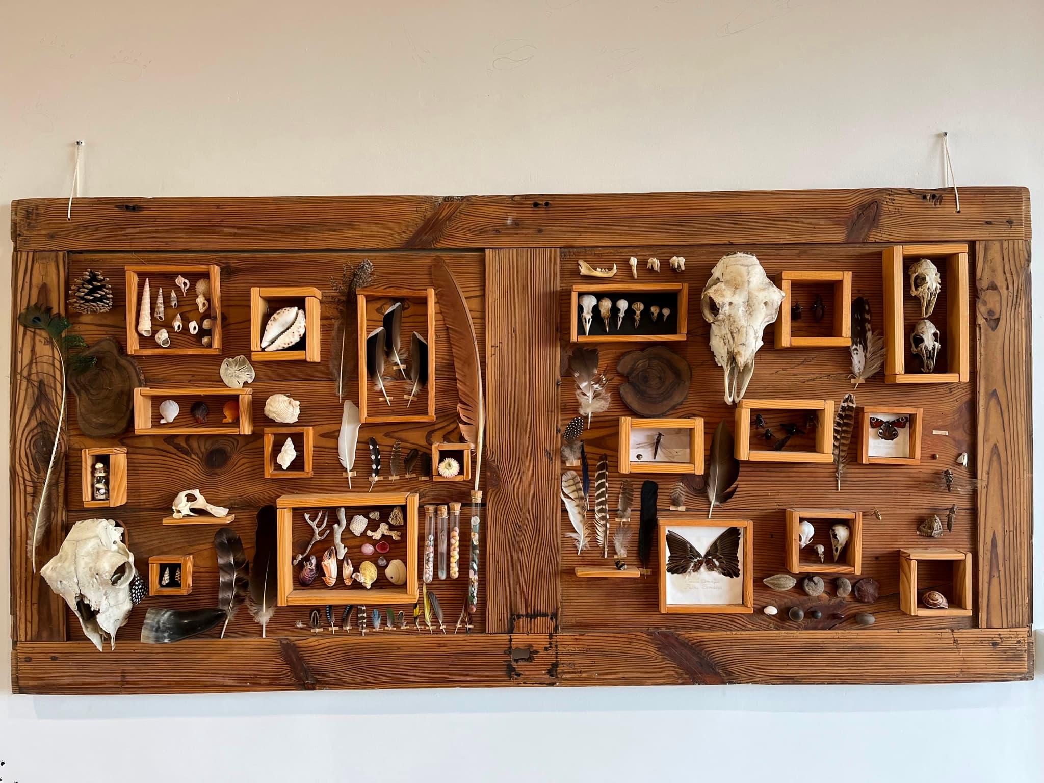 Cabinet de curiosités