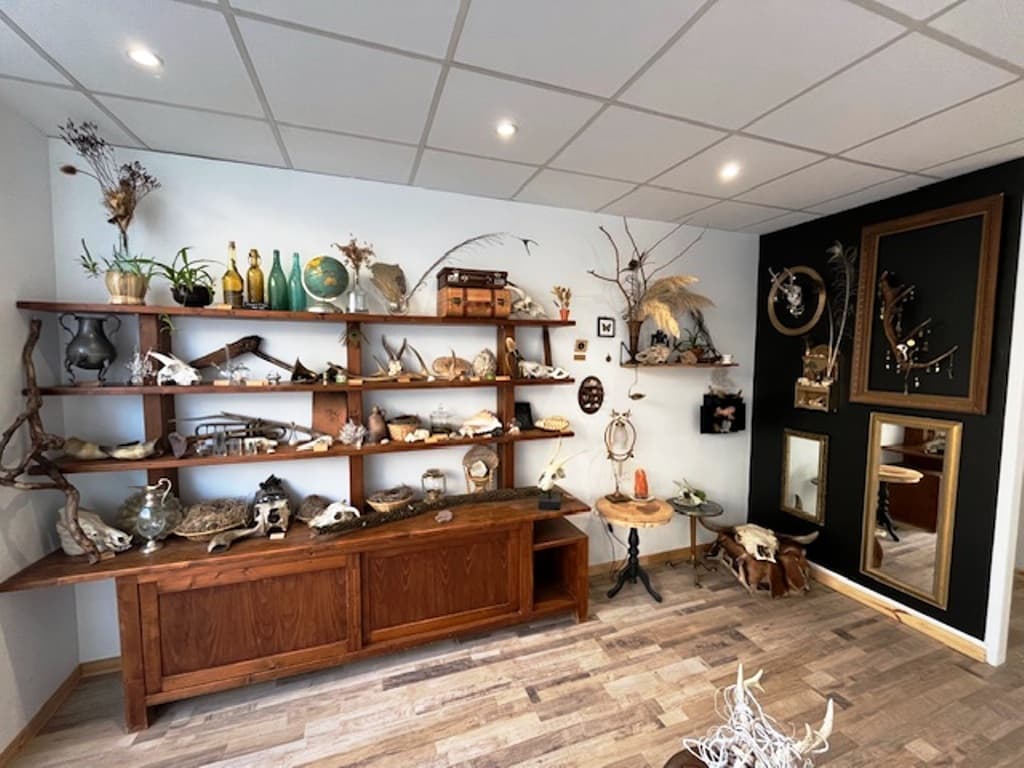 Cabinet de curiosités
