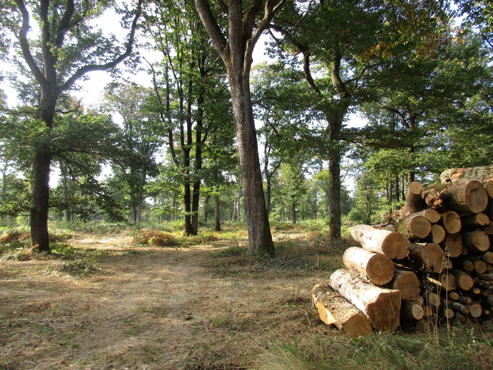 Forêt domaniale de Vouillé-Saint-Hilaire_3