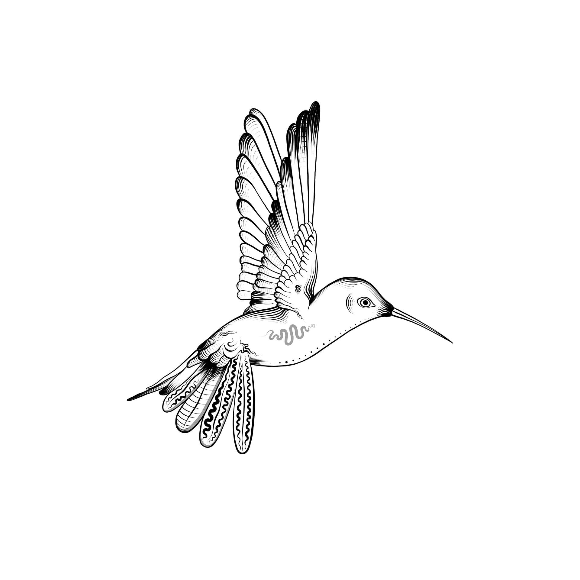 inkirra-bird-7553736_1920