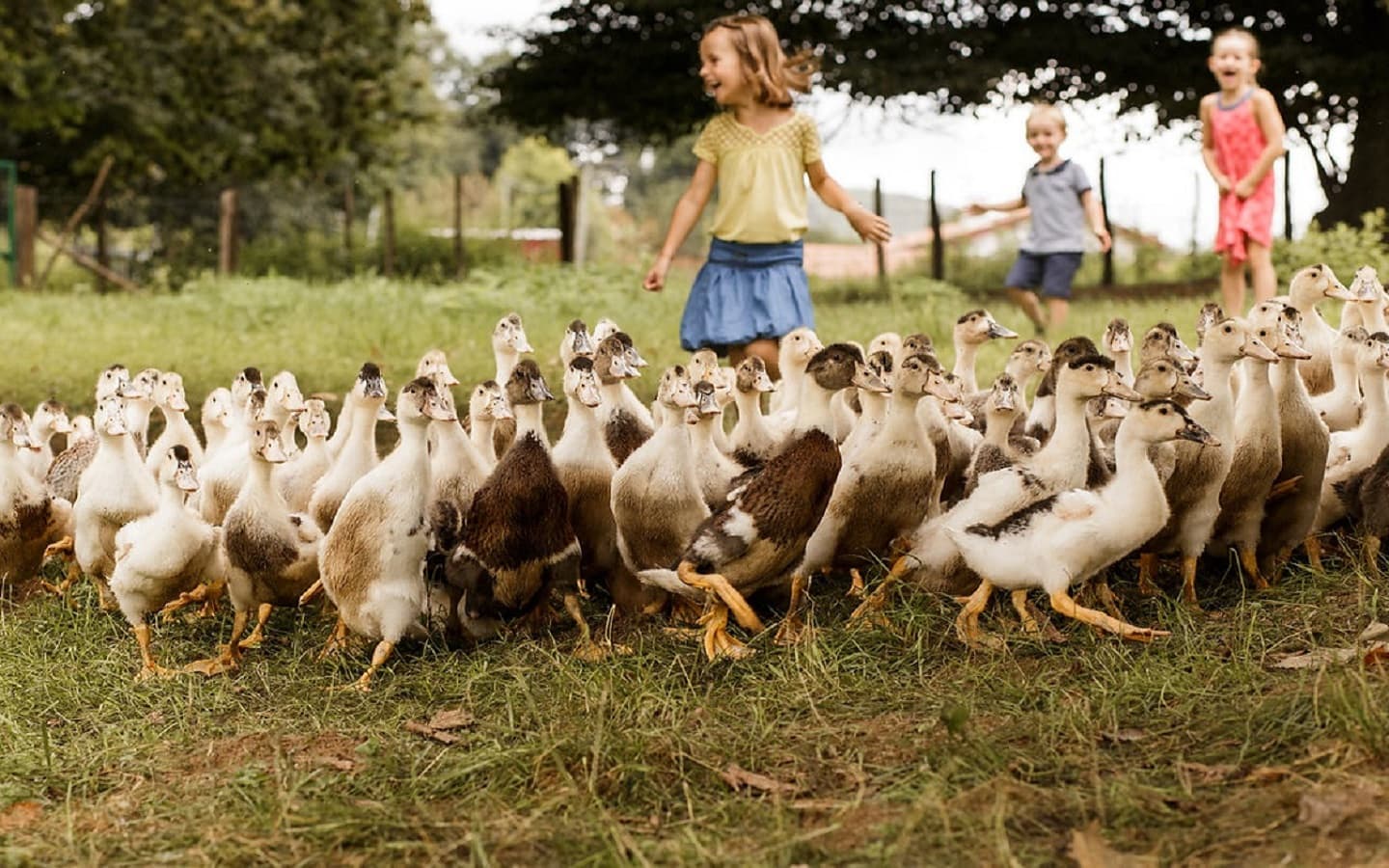 Parcours découverte à la ferme Arnabar Irissarry