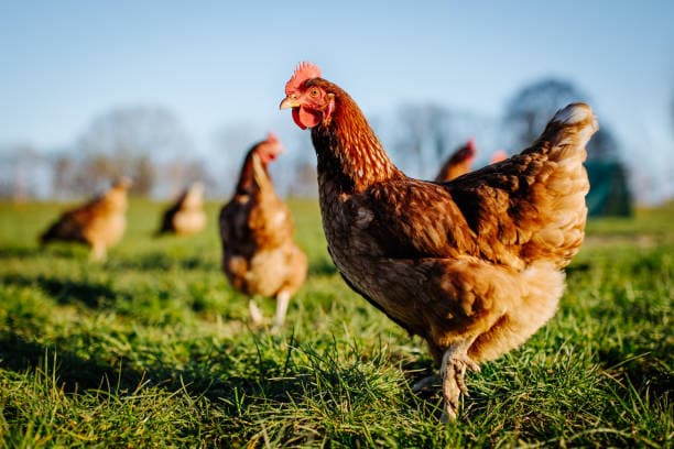 Poules