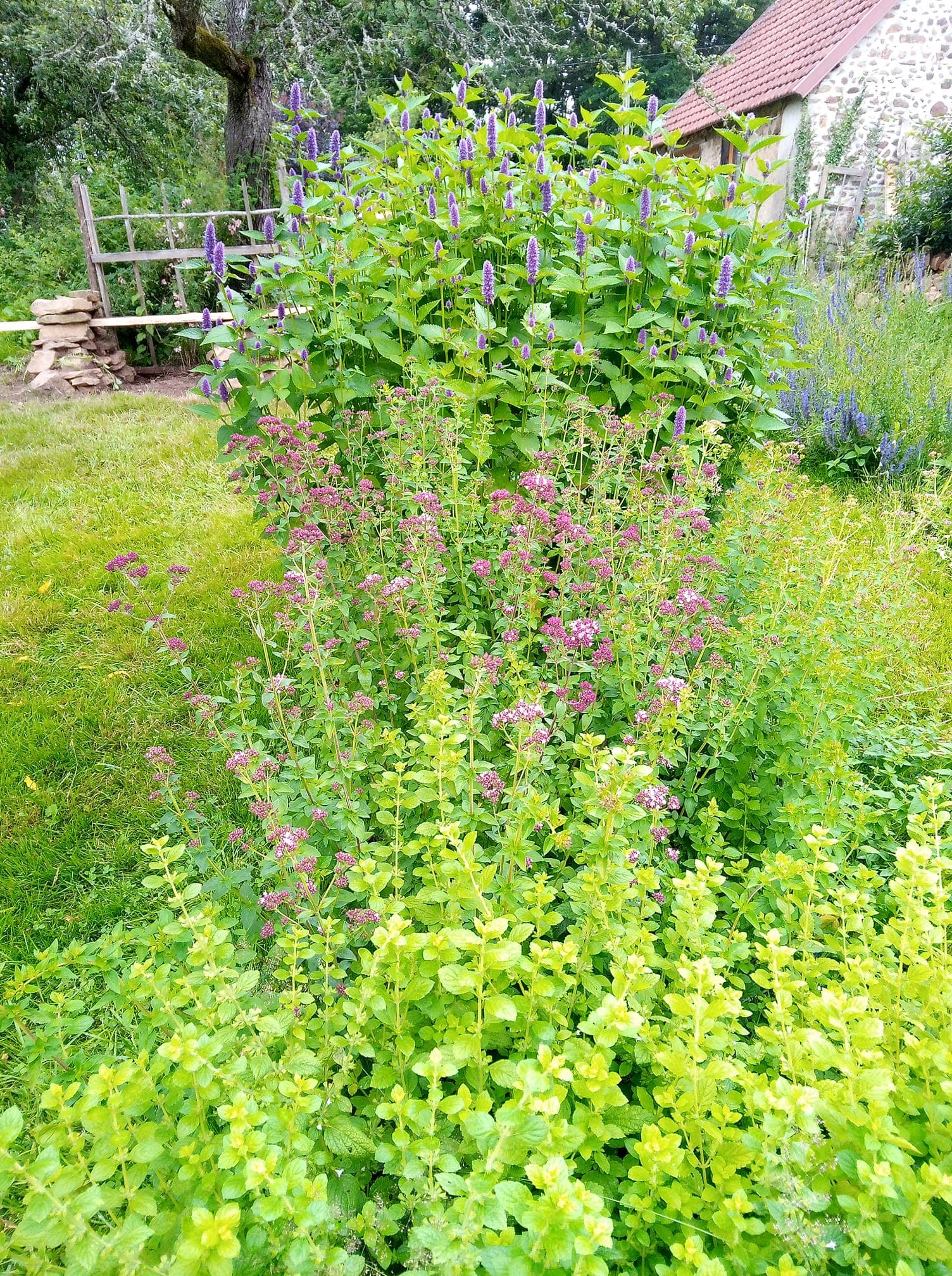 jardin 2