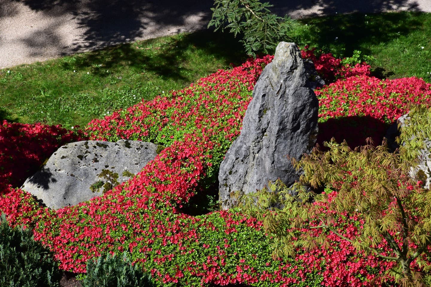 Jardin de Kofu - Pau - Massif