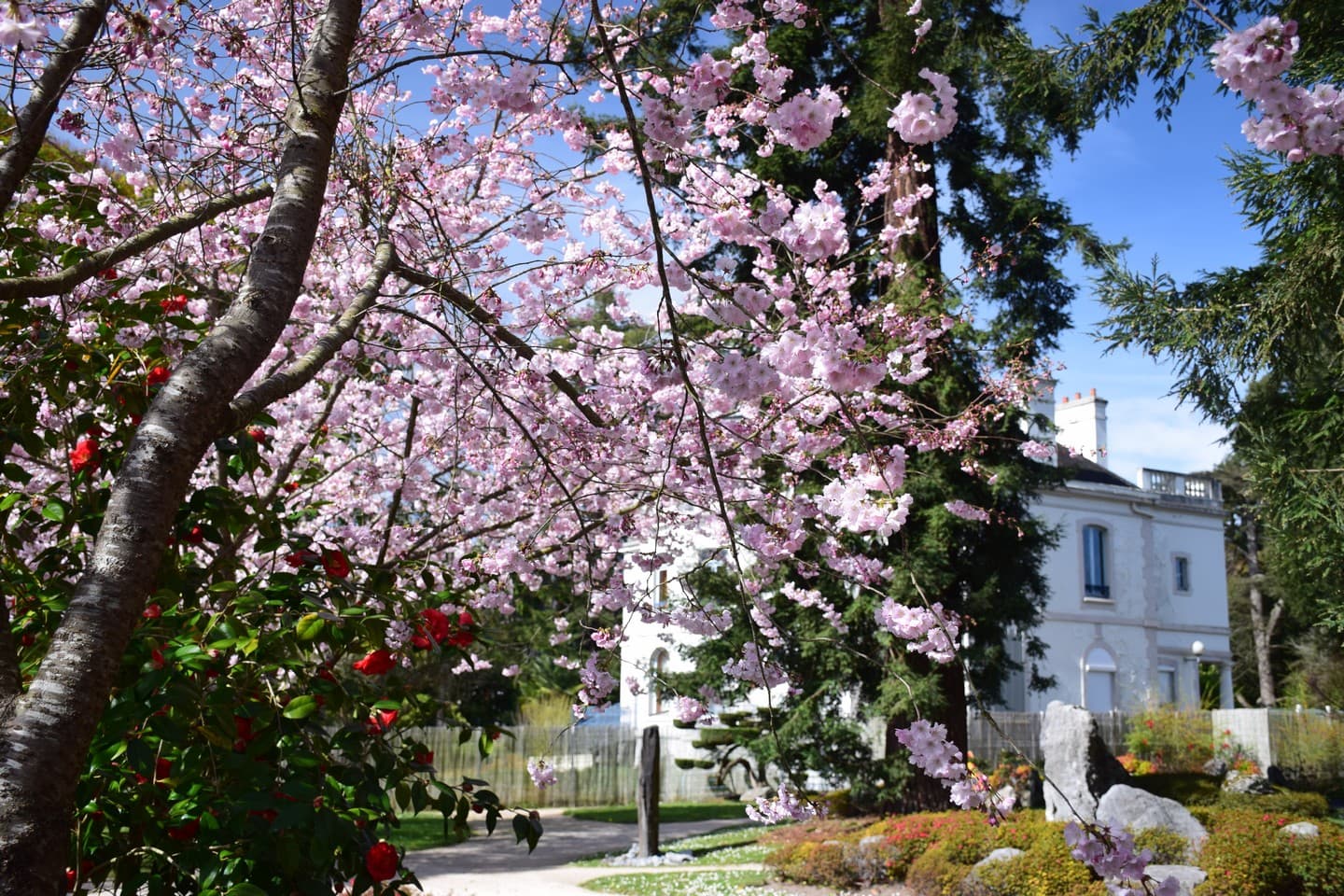 Jardin de Kofu - Pau - Arbres en fleurs