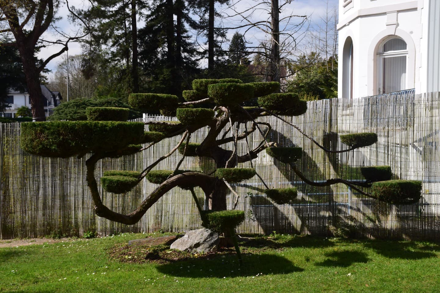 Jardin de Kofu - Pau - Arbre