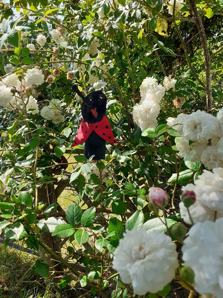 Une belle coccinelle dans le jardin