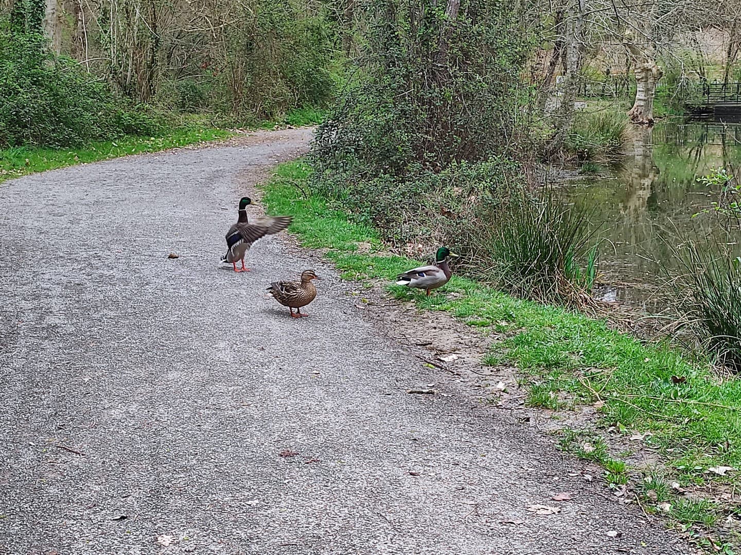 Aire de jeux lac des Carolins - Lescar - les canards du lac