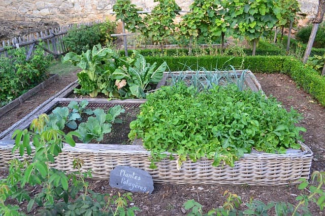 juliacasado1-vegetable-garden-890625_640