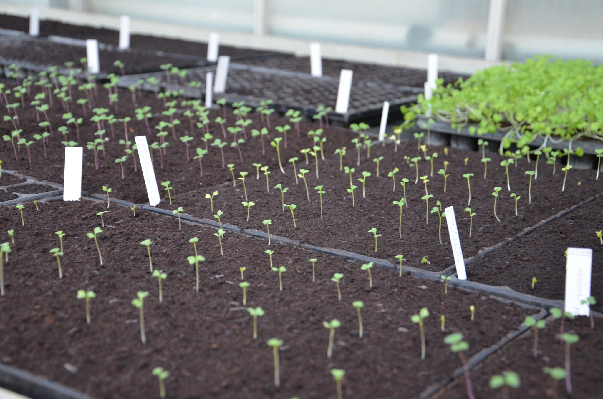karthaus-plants-5784306