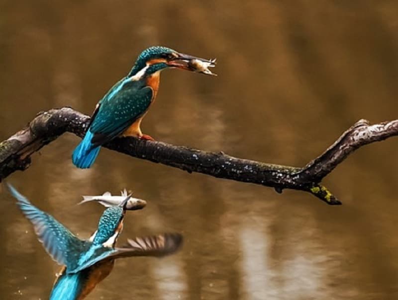 les oiseaux aquatiques