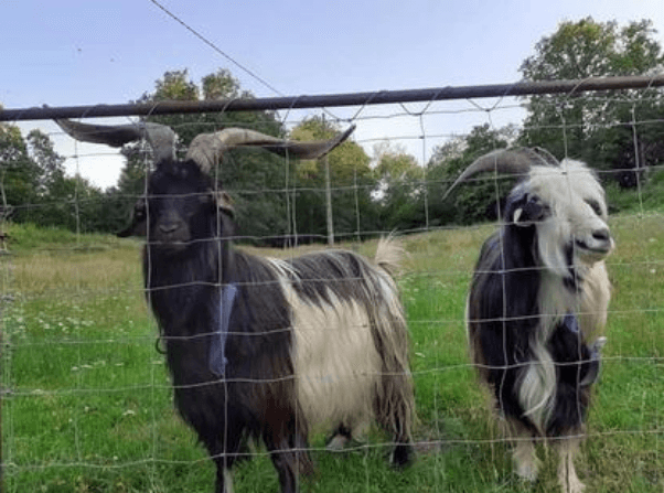 la_ferme_des_deux_yourtes_1
