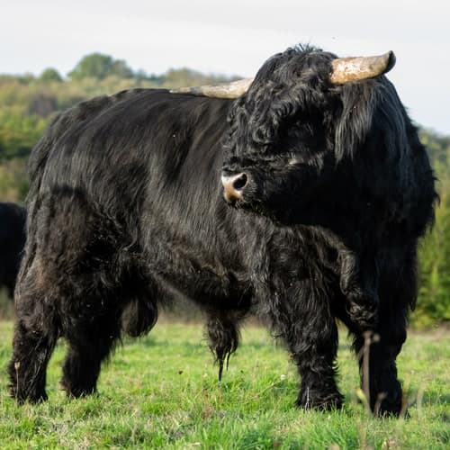 la-kiloe-ferme-des-elancezes