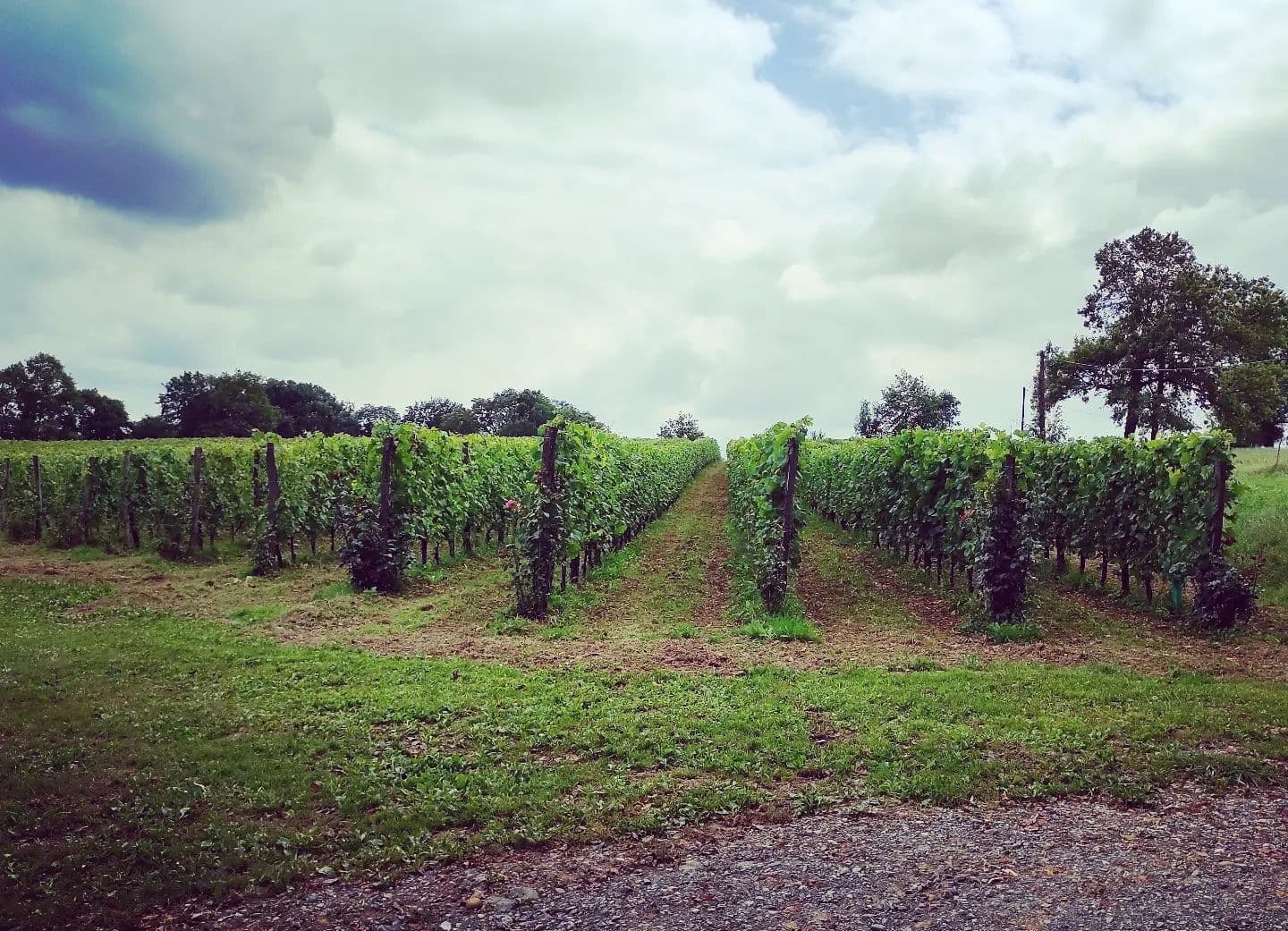 Clos Larrouyat - Gan - les vignes