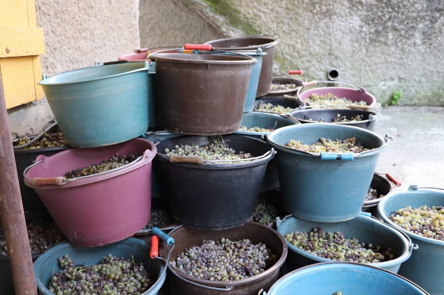 Clos Labrée - Chappelle de Rousse - vendanges