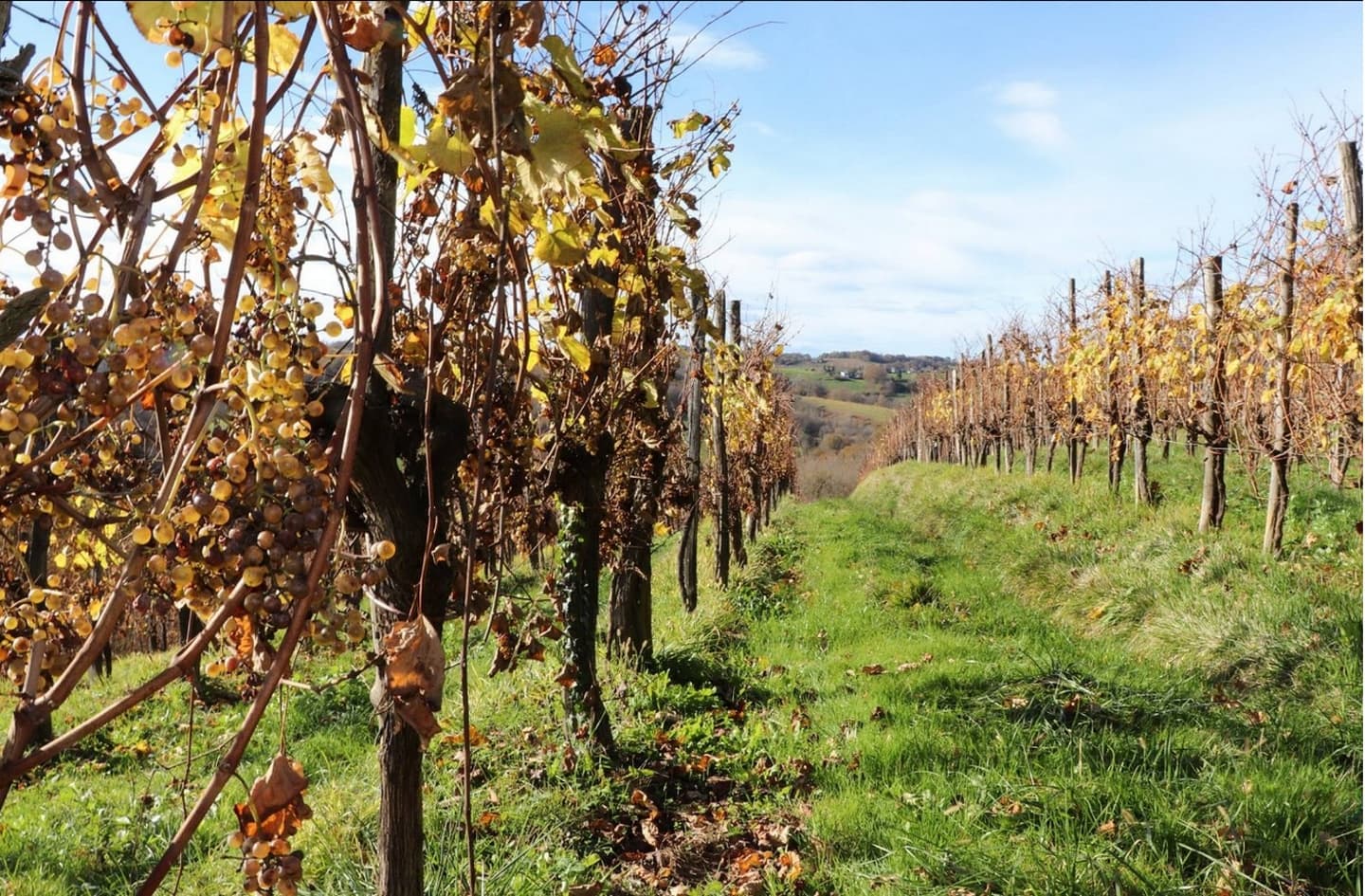 Clos Labrée - Chappelle de Rousse - la vigne
