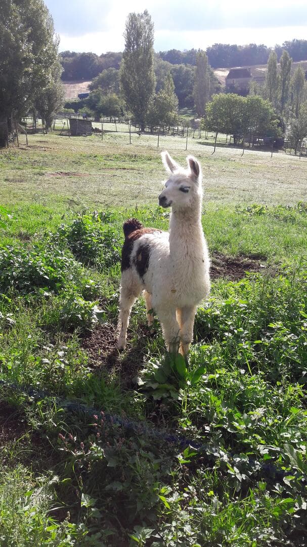 lama