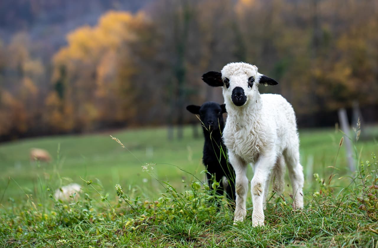 lamb-Pixabay