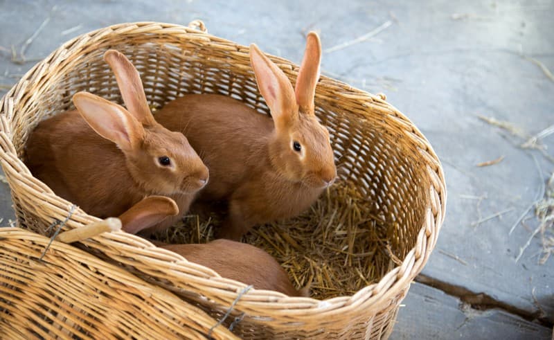 lapins 2