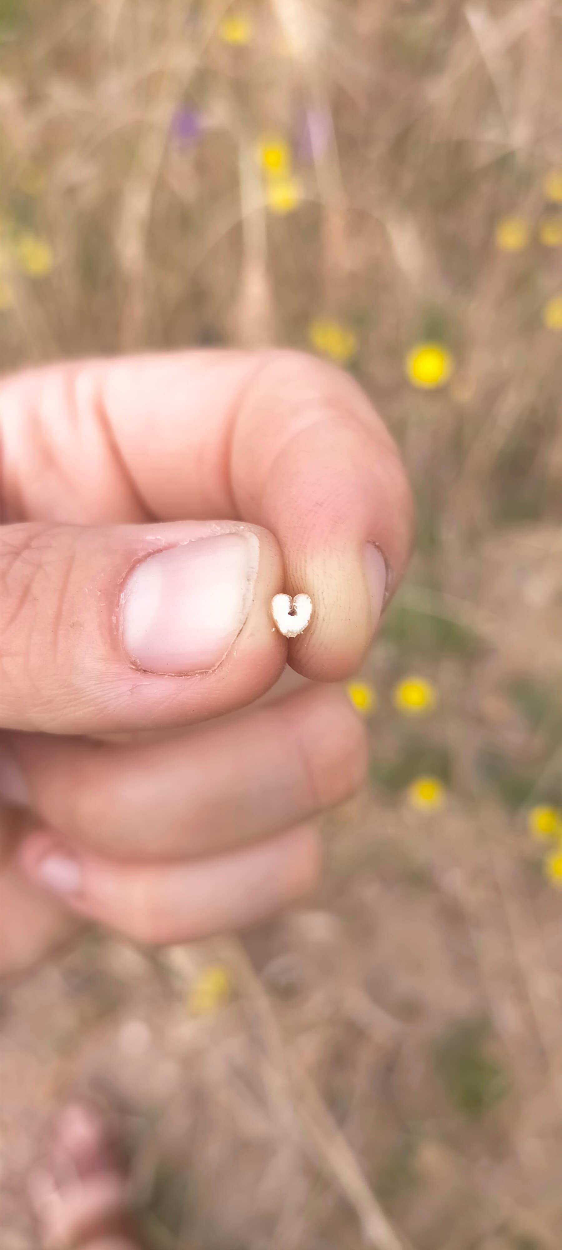 le coeur du blé
