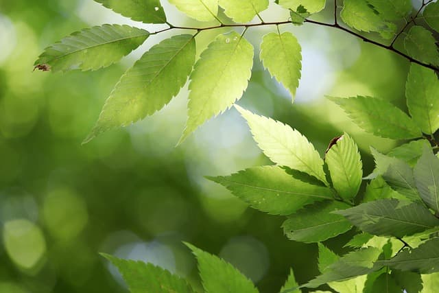 leaves-4291098_640