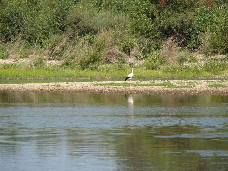 Les berges du Lot