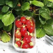 les_gourmandines_1