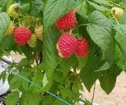 les_gourmandines_3