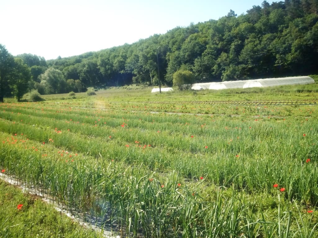 lesjardinsdevalojoulx