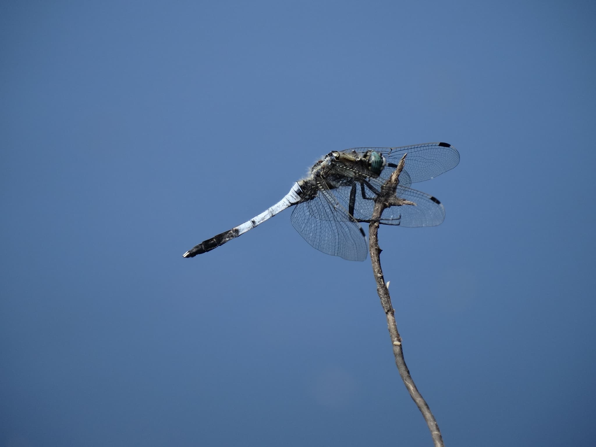 Libellule