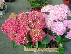 marché 4