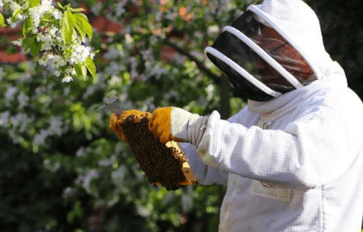 Photo apiculture miel