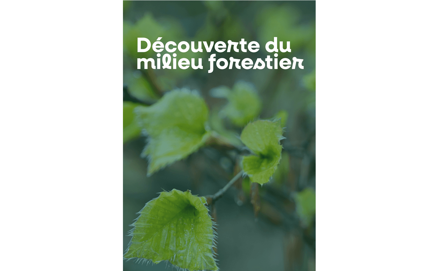 milieux forestier