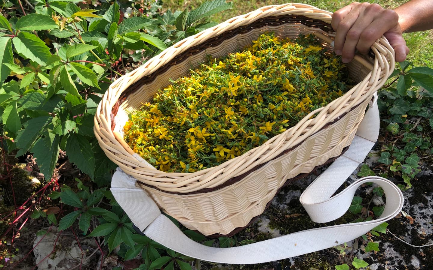 millepertuiis panier