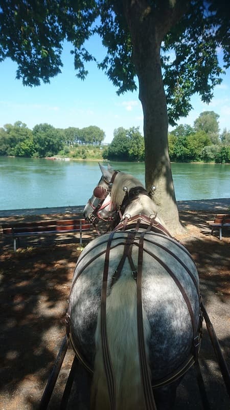 miramont de guyenne-les caleches annika-cheval 2