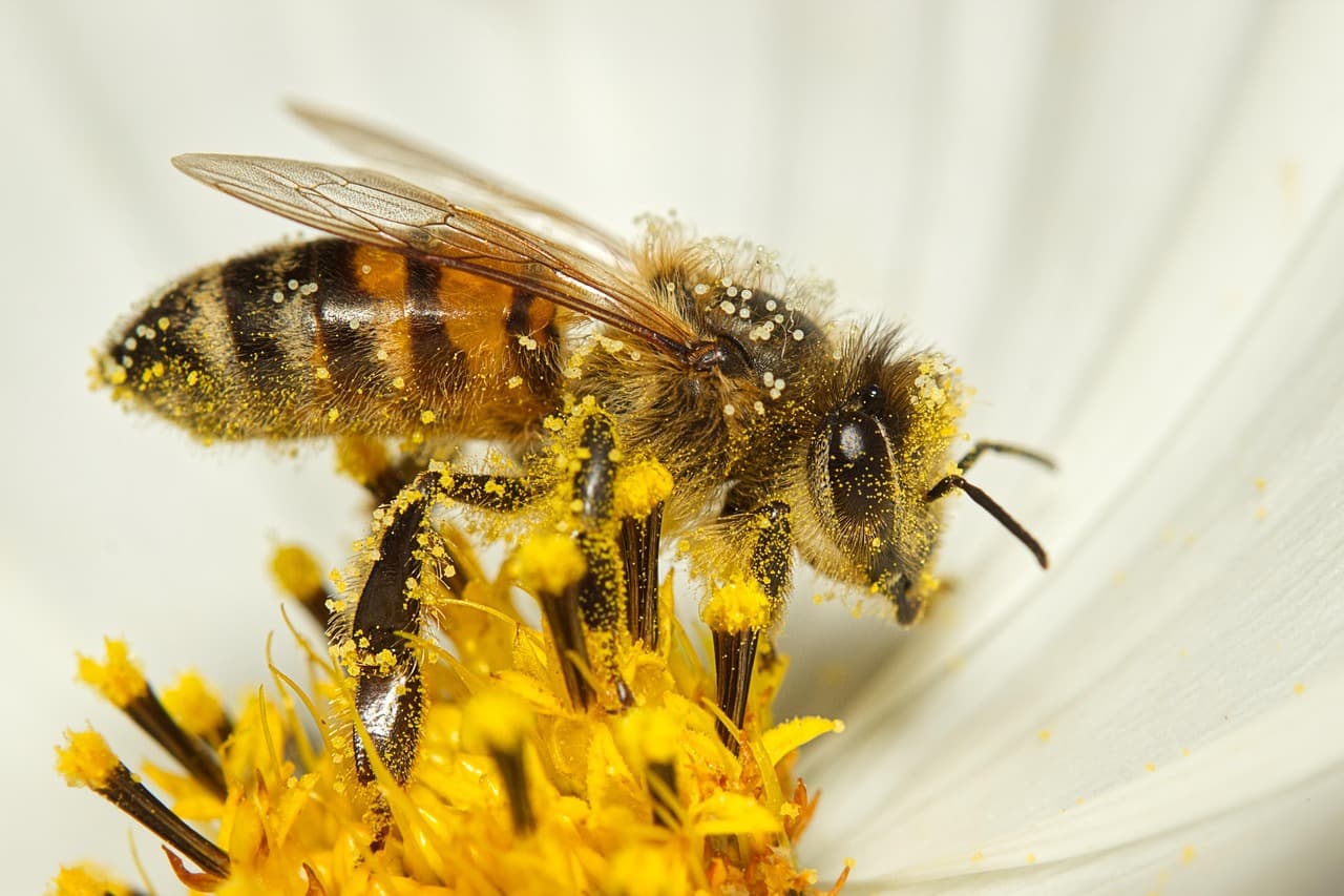 mirey2222-bee
