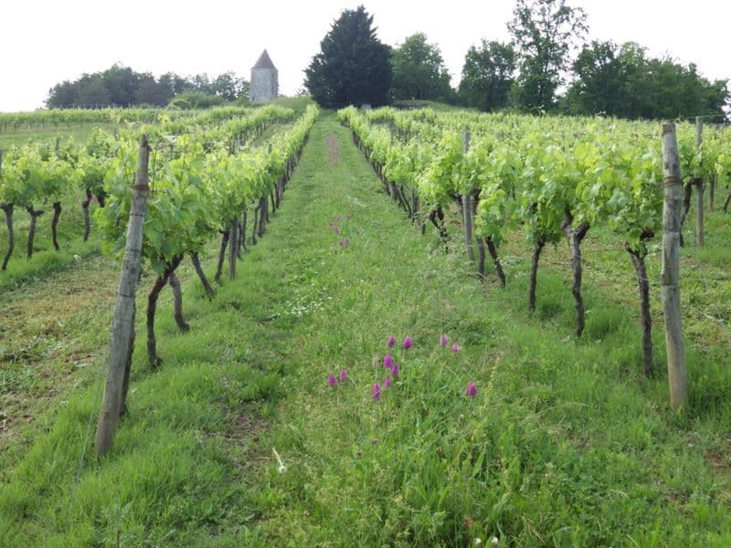 moulins-de-boisse (4)
