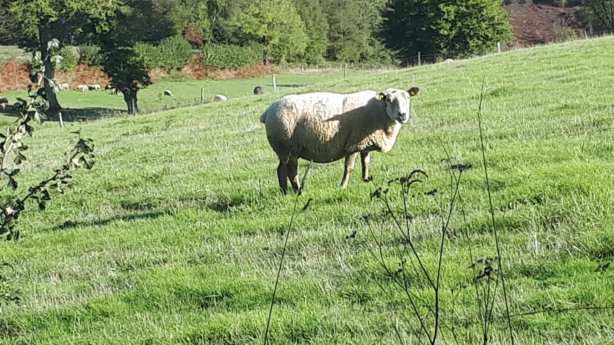 mouton