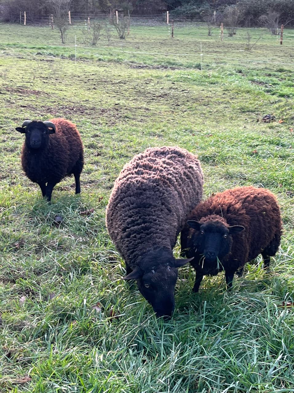 moutons