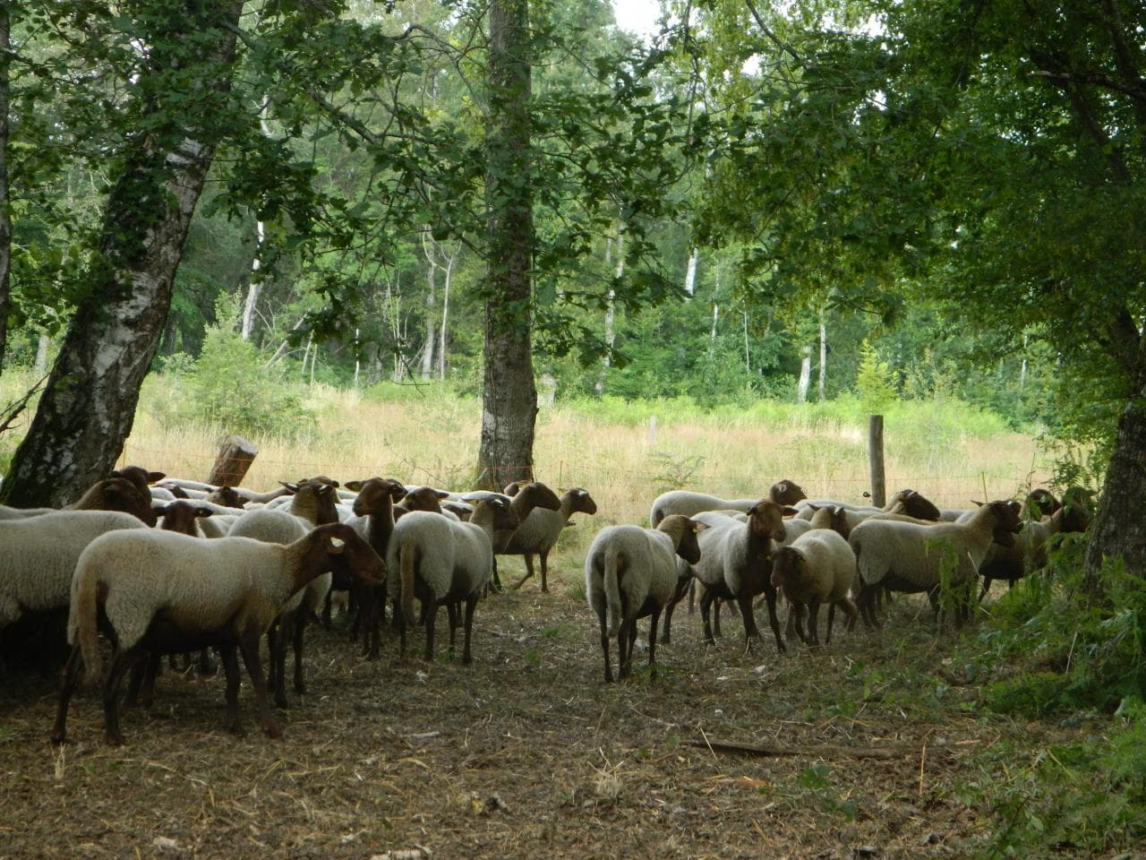 moutons lande