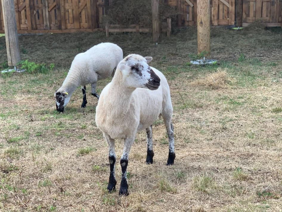 moutons