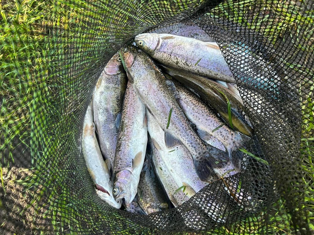 multipeche truites-S