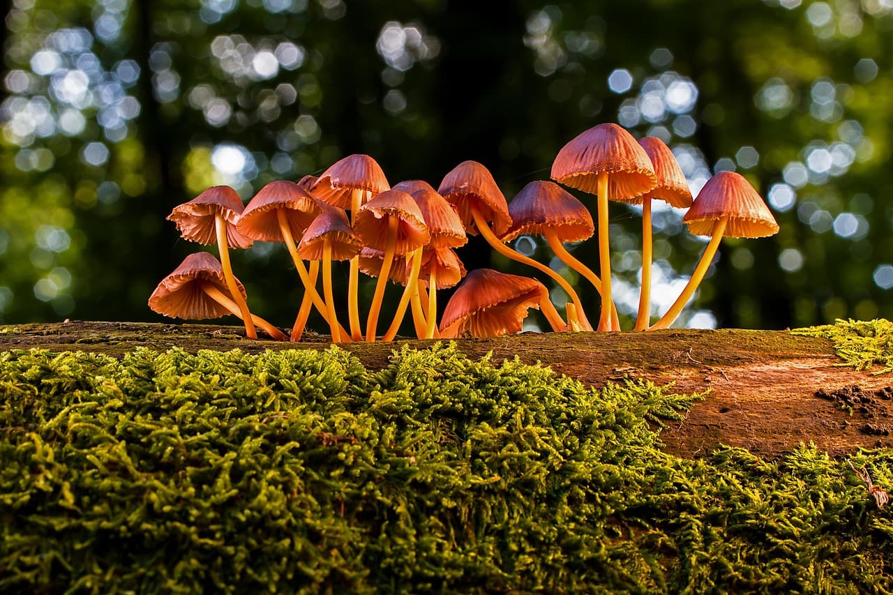 Champignons des bois