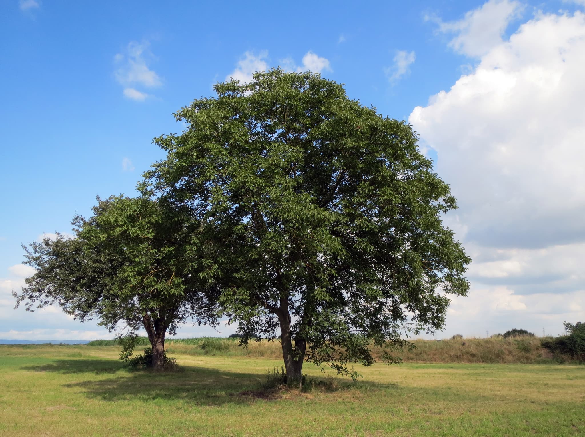 no-longer-here-walnut-937709_1