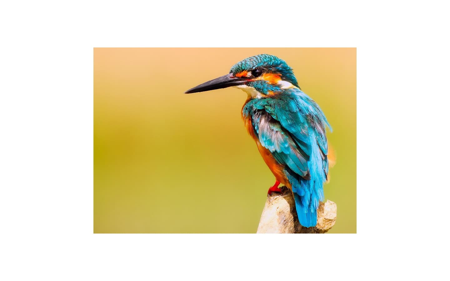 oiseaux_commun_vivant