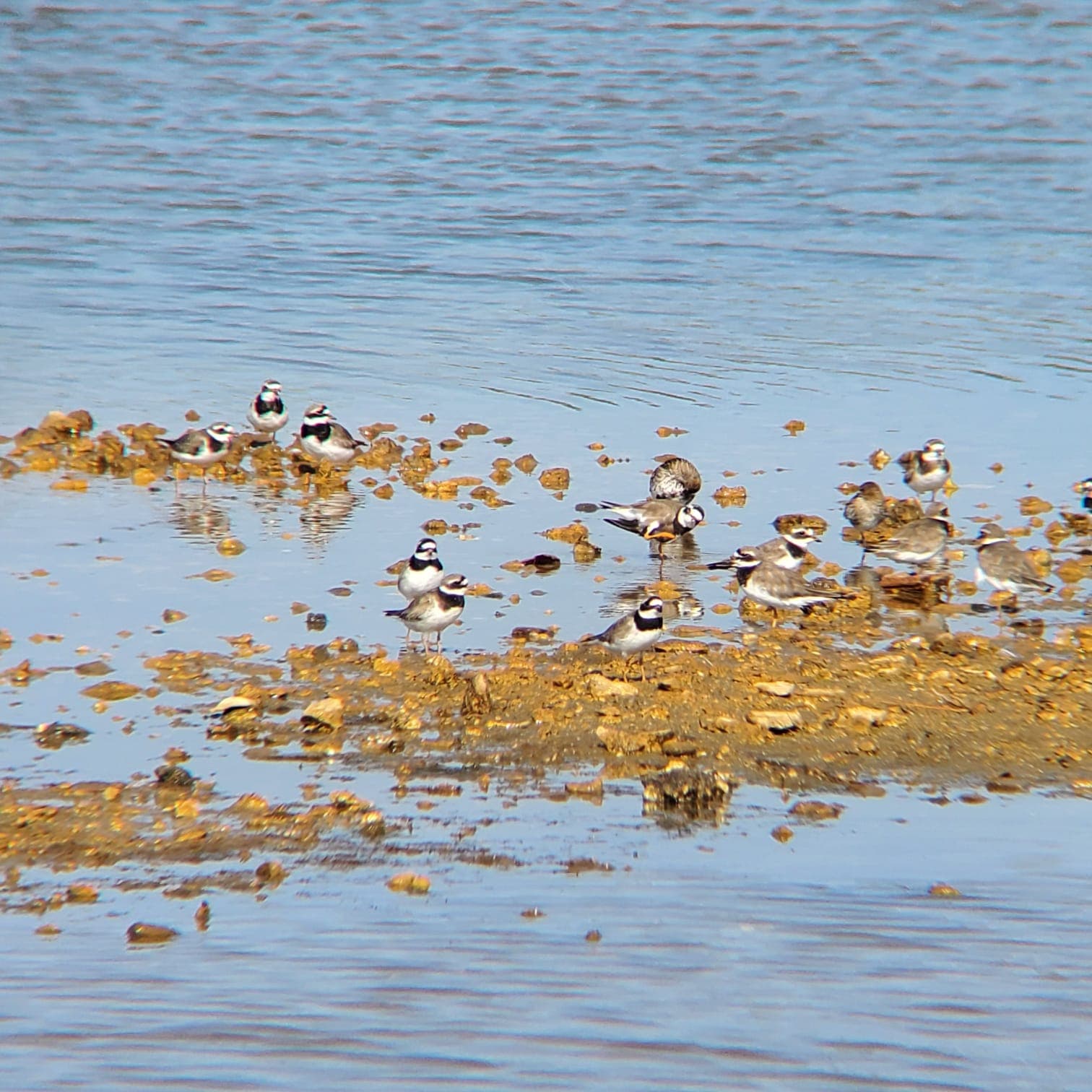 oiseaux d'eau
