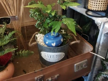 olla dans pot